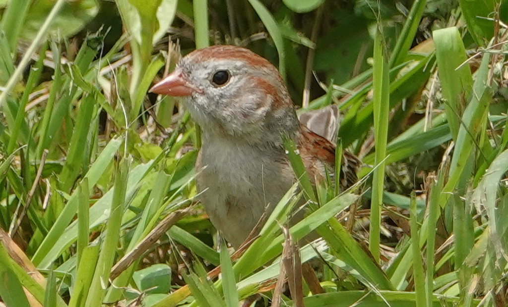 Sparrow in the Grass by annepann