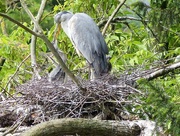 25th May 2018 - Another Heron and Chicks