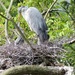 Another Heron and Chicks by susiemc