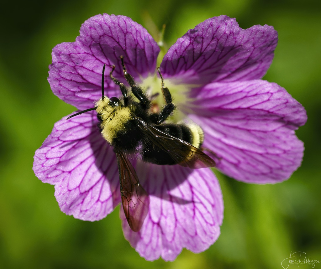 Bee In Wild Geranium  by jgpittenger