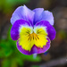 Viola tricolor by elisasaeter