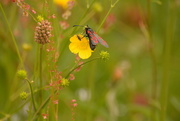 18th Jun 2018 - Burnet daytime moth....