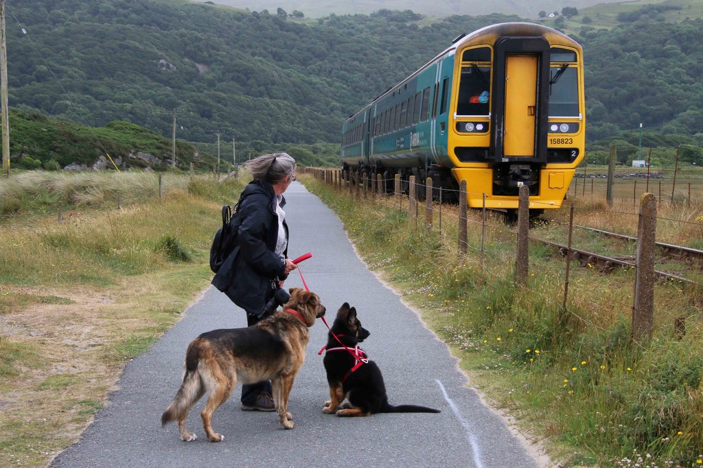 Dog train-ing by shepherdman
