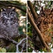 The Owls by salza