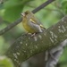 Greenfinch by lifeat60degrees