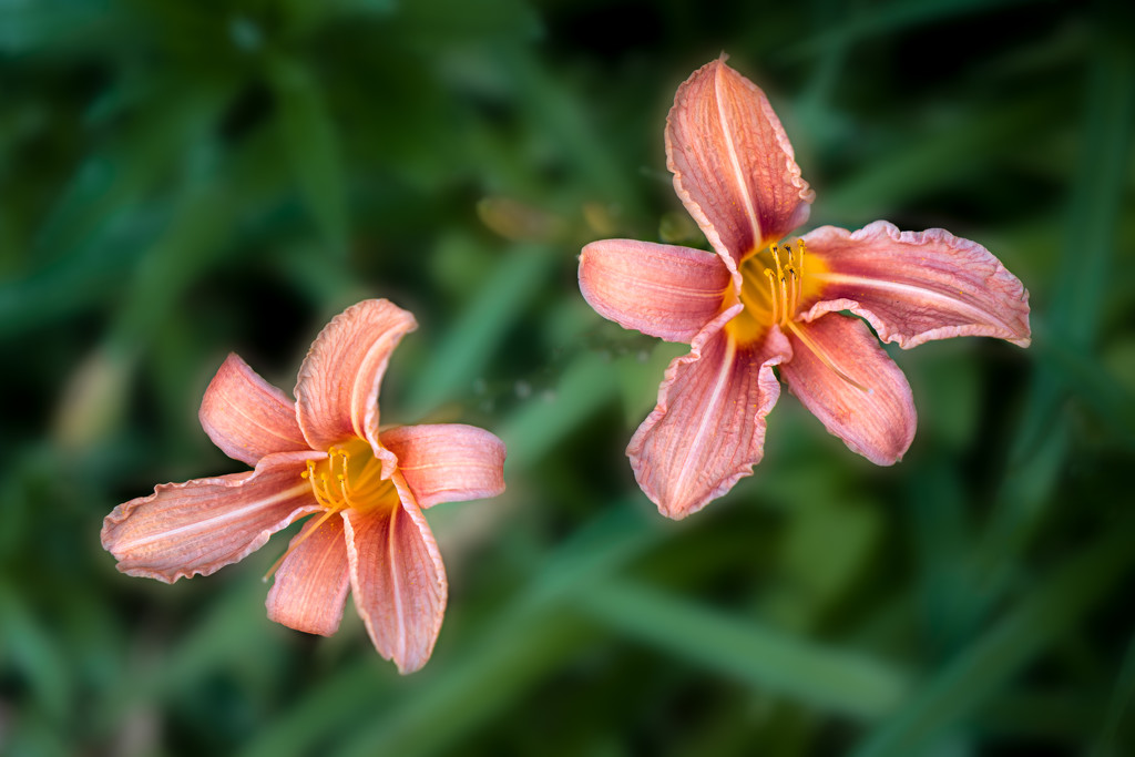 Paimpont 2018: Day 144 - Day Lilies by vignouse
