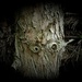 big tree is watching you... by gijsje