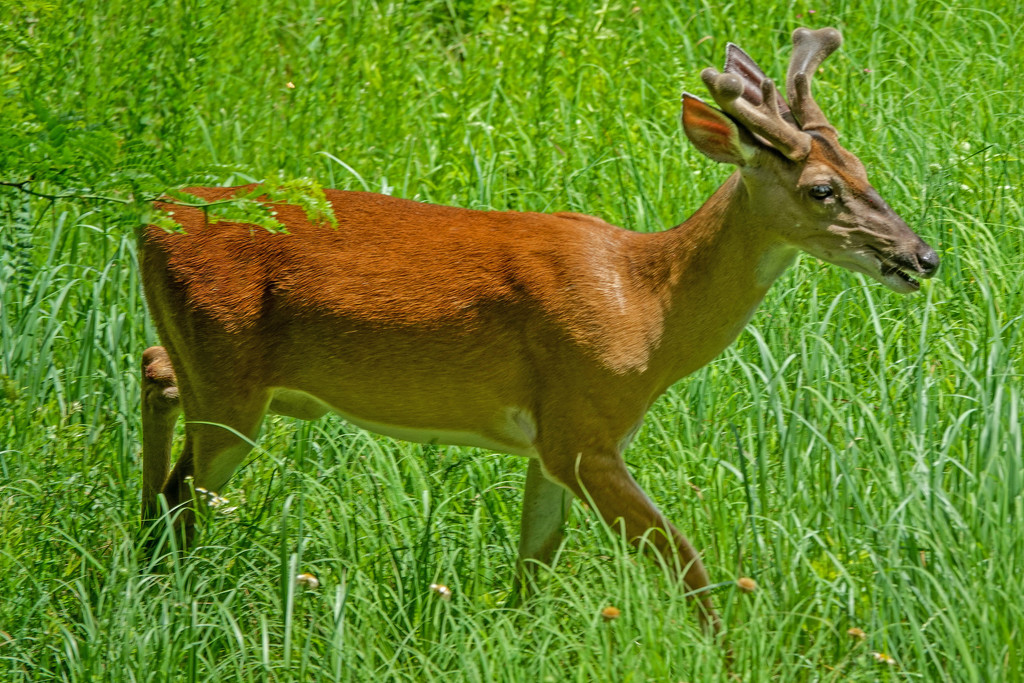 The Second Young Buck Wandered Through by milaniet