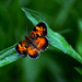 Teeny, Tiny Butterfly by farmreporter
