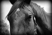 18th Jun 2018 - Just Horsin' Around for the B&W Challenge