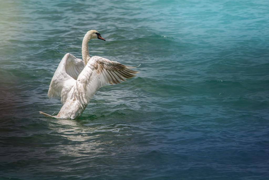Swan Lake by taffy