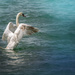 Swan Lake by taffy