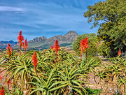 19th Jun 2018 - Aloes mostly in full bloom now.