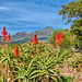 Aloes mostly in full bloom now. by ludwigsdiana