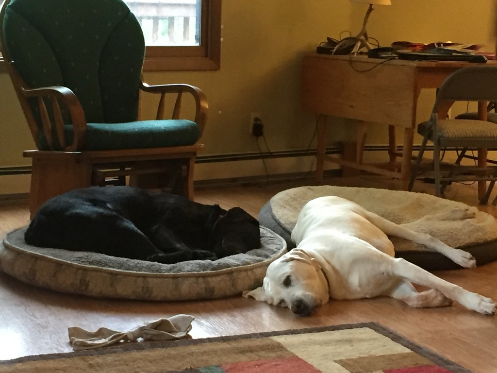 Lab nap time by jshewman