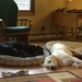 Lab nap time by jshewman