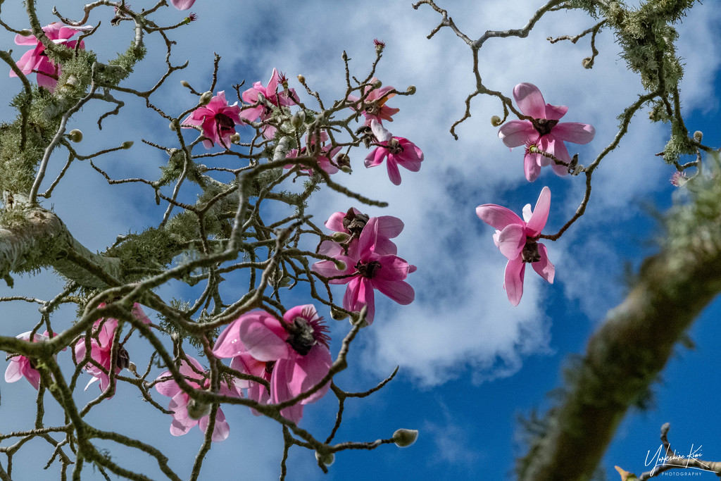 Up the Magnolia Tree by yorkshirekiwi