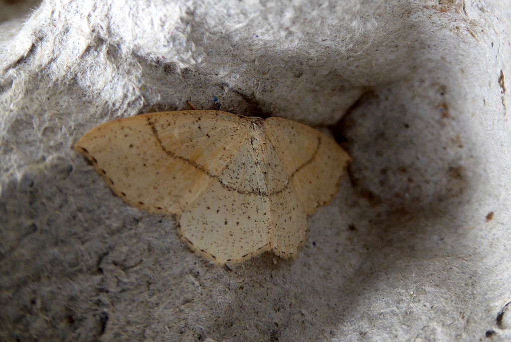 Moths of Warwickshire 5 .Maidens Blush by steveandkerry