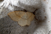 19th Jun 2018 - Moths of Warwickshire 5 .Maidens Blush