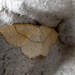 Moths of Warwickshire 5 .Maidens Blush by steveandkerry