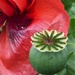 Poppy , seedhead  by beryl