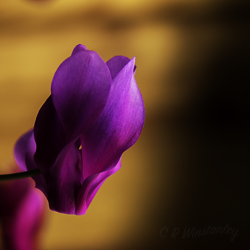 Cyclamen  by kipper1951