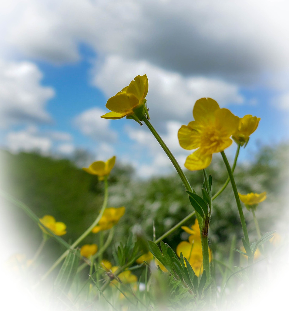 Buttercups....... by susie1205