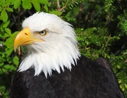 19th Jun 2018 - Bald Eagle in Sitka, Alaska