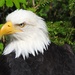 Bald Eagle in Sitka, Alaska by janeandcharlie