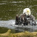 Bald Eagle Taking a Bath, Sitka, Alaska by janeandcharlie