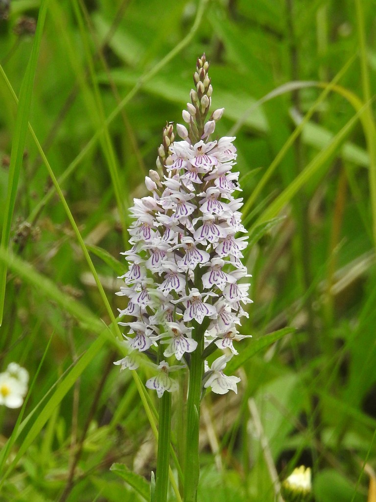 Common Spotted Orchid by oldjosh