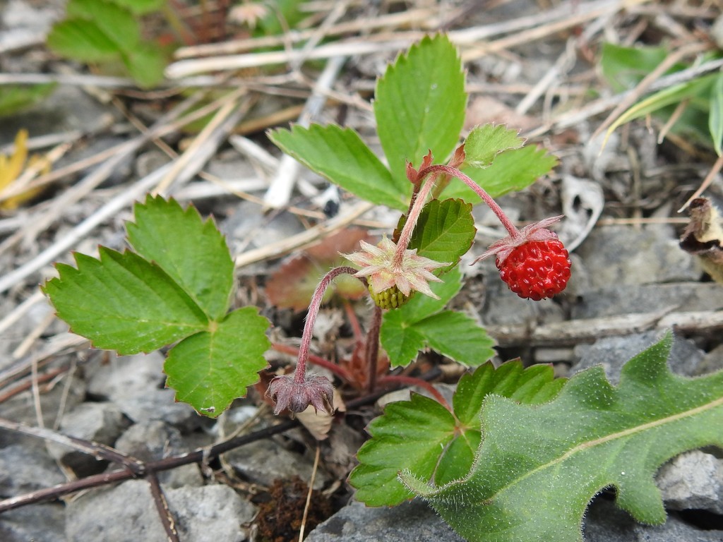 Wild Strawberry by oldjosh