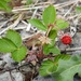 Wild Strawberry by oldjosh