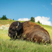  Napping Bison by 365karly1