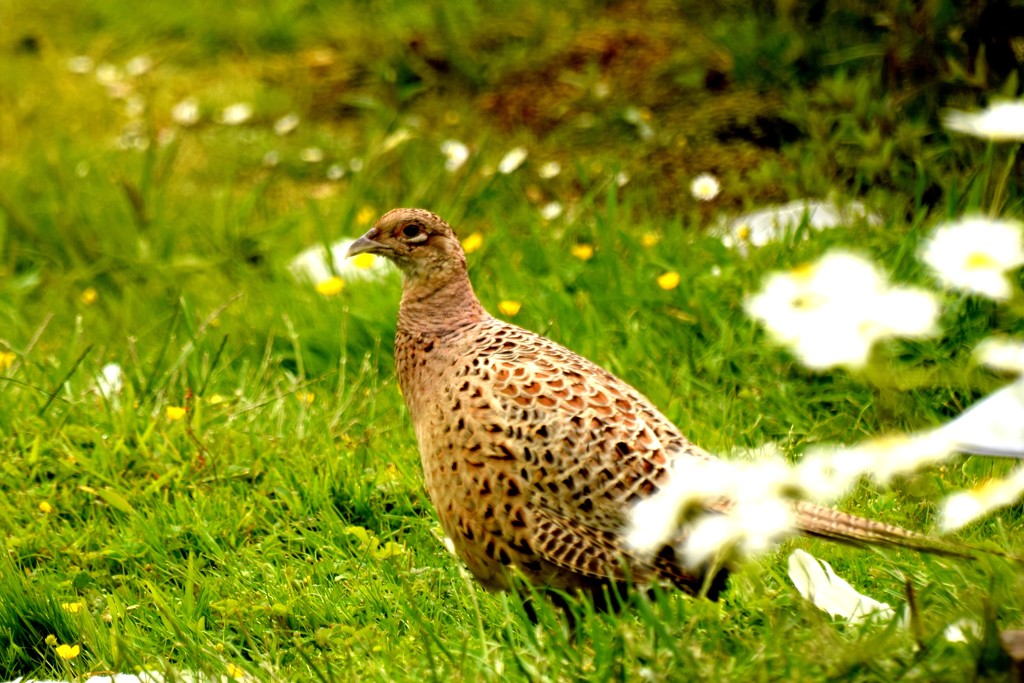pheasant and daisies by christophercox