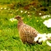 pheasant and daisies by christophercox