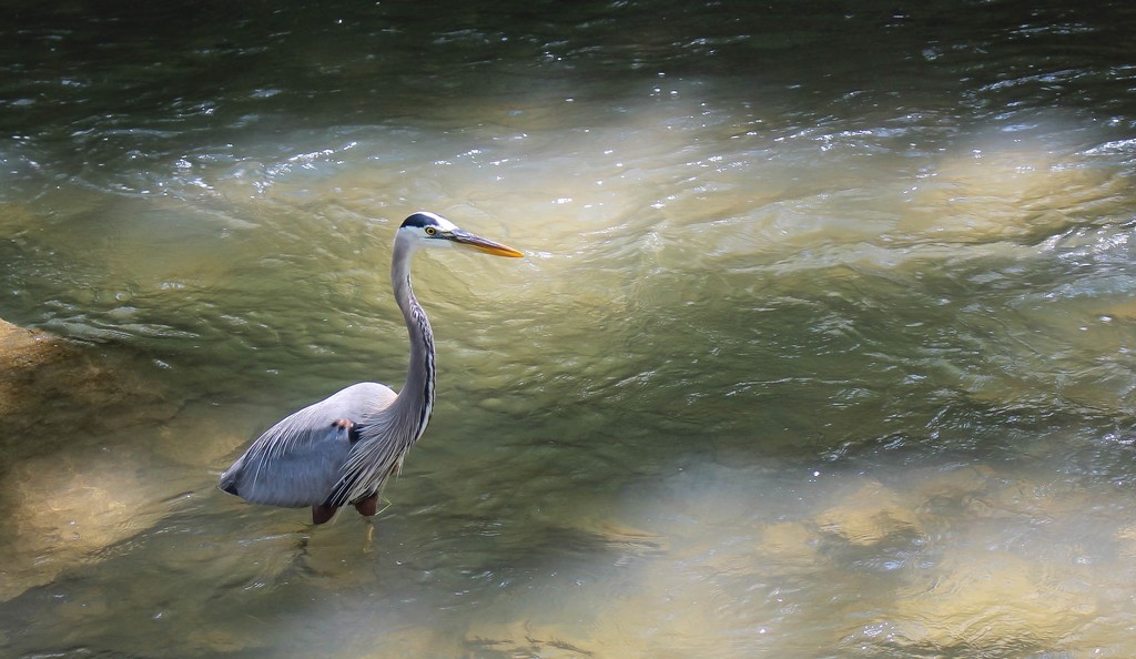 Blue Heron by mittens