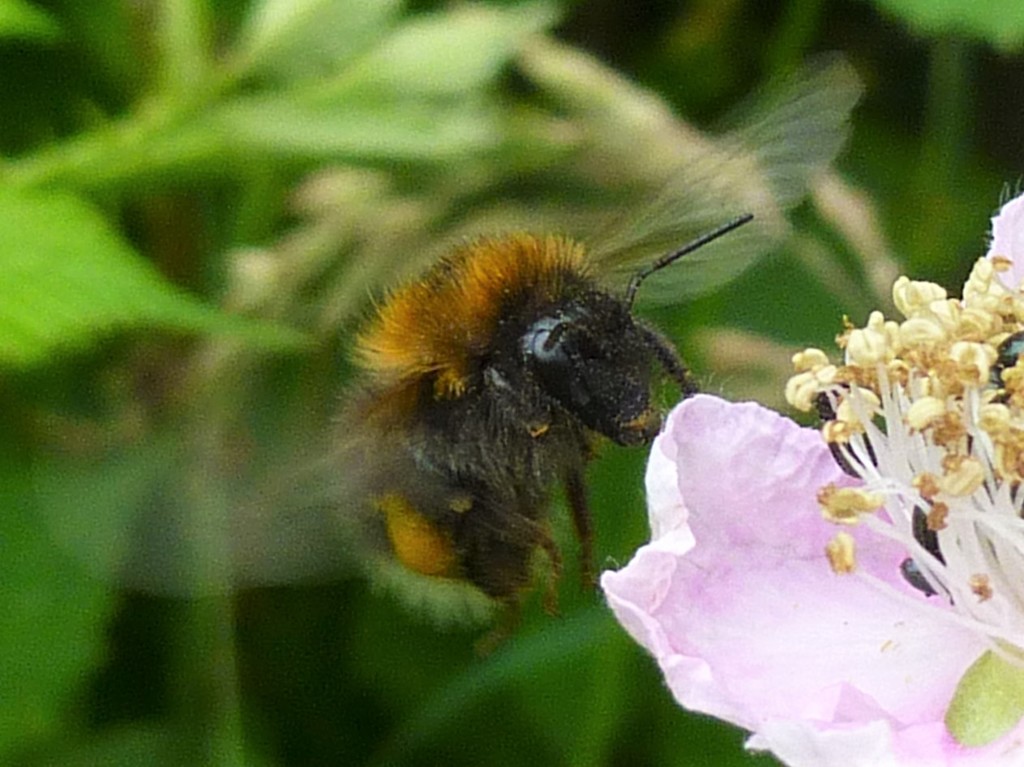 Bramble Bee by 30pics4jackiesdiamond