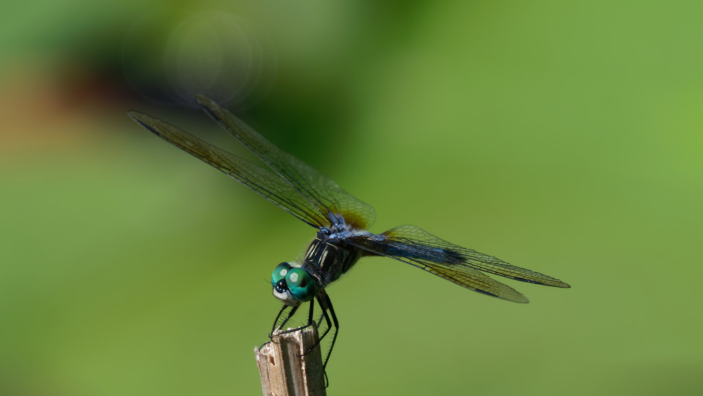 Blue dasher dragonfly by rminer