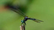 18th Jun 2018 - Blue dasher dragonfly