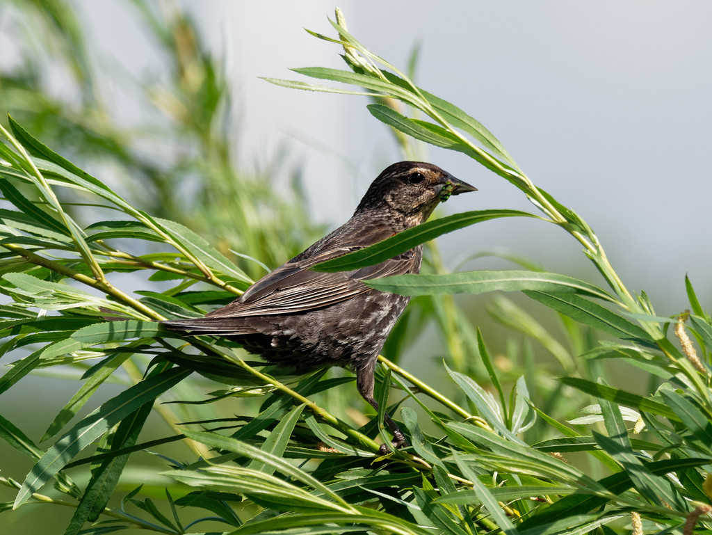 Female red-winged Blackbird by rminer