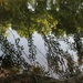 Reflections, Reflections, Reflections by essiesue