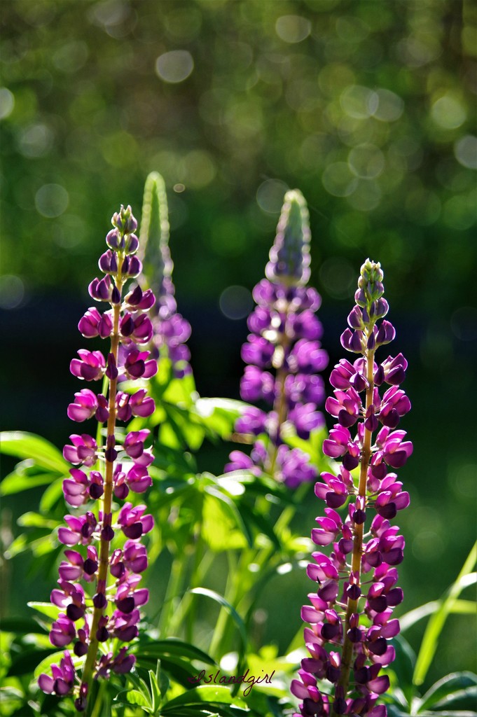 Lupines and bokeh  by radiogirl