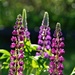Lupines and bokeh  by radiogirl