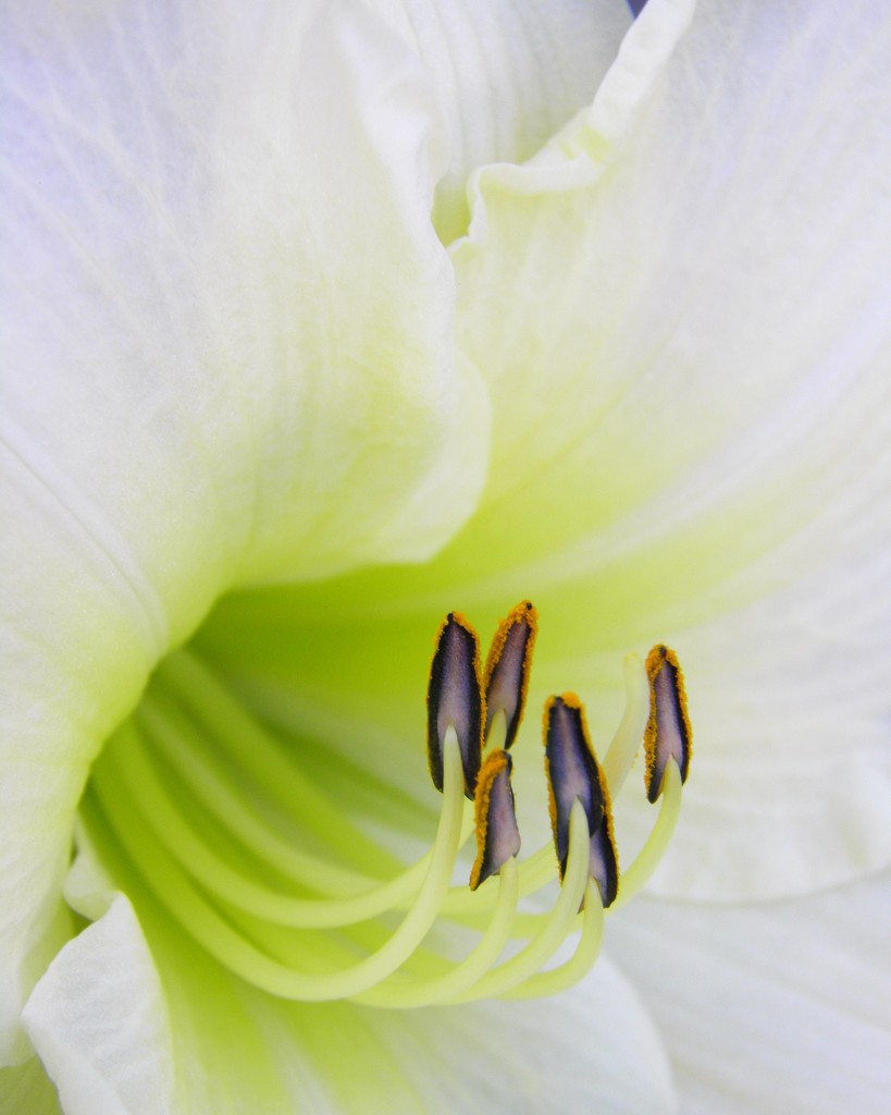 June 19: Lily by daisymiller
