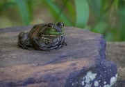 19th Jun 2018 - LHG_5459 Bullfrog on his ledge