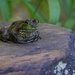 LHG_5459 Bullfrog on his ledge by rontu