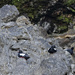 Resting Pigeon Guillemots by jgpittenger