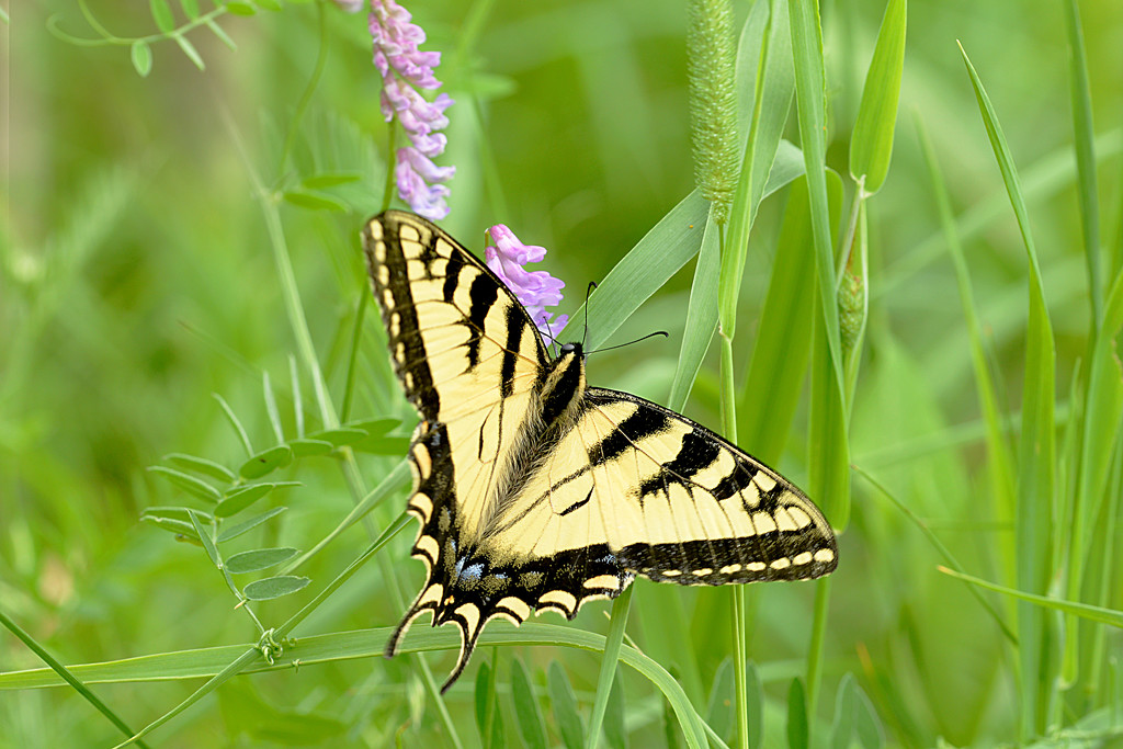 Yellow swallowtail butterfly! by fayefaye