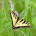 Yellow swallowtail butterfly! by fayefaye